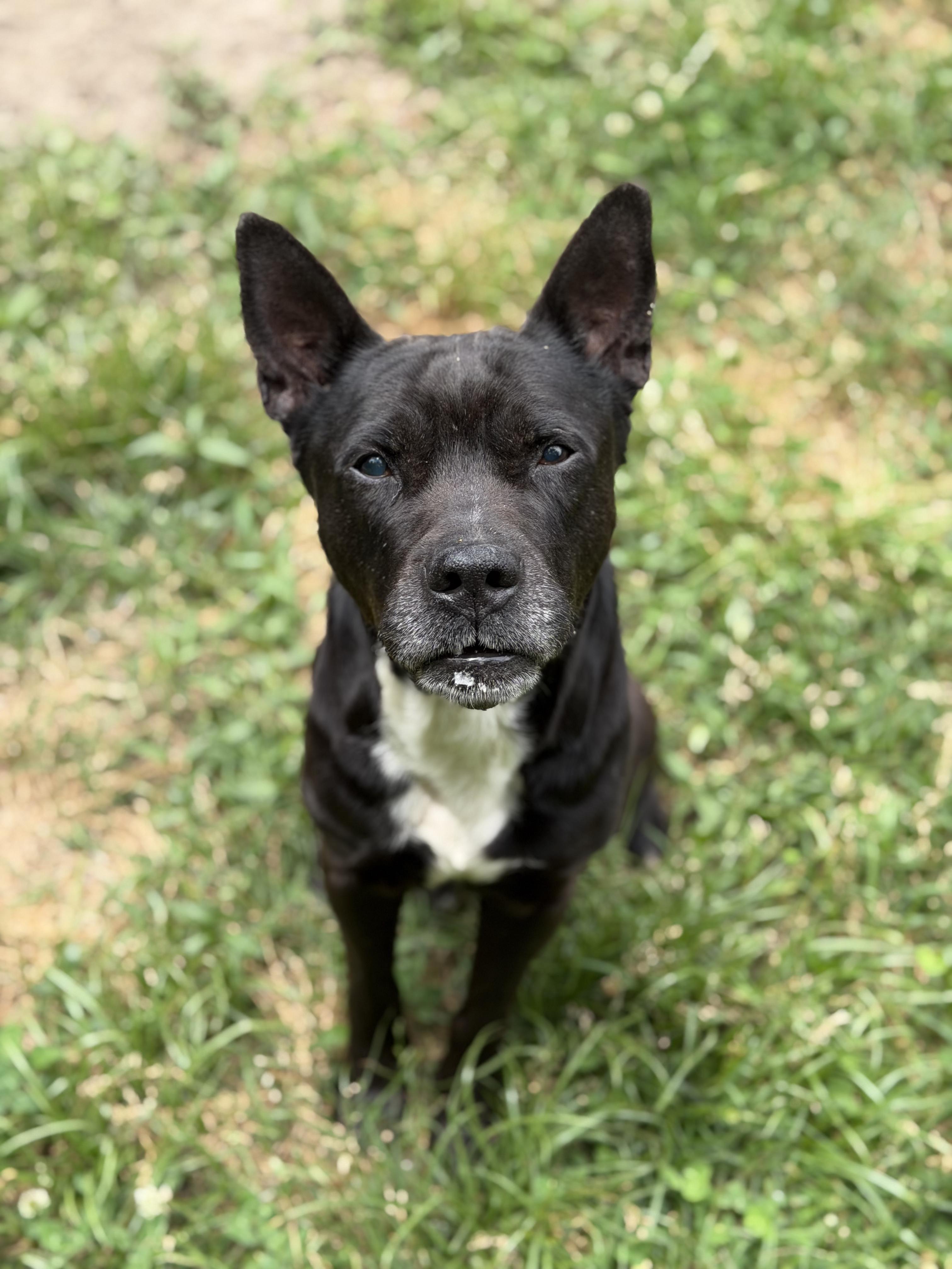 Enlarge Knix, a ADOPTABLE mixed breed in Petersburg, VA image 1/6