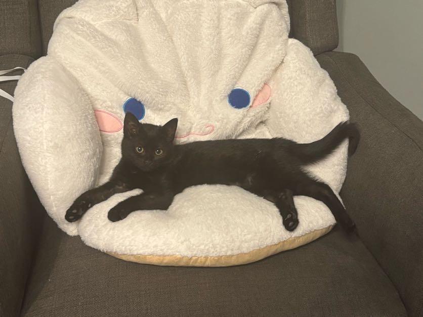 Enlarge Zinnia, an adopted Domestic Short Hair in Evanston, IL image 1/1