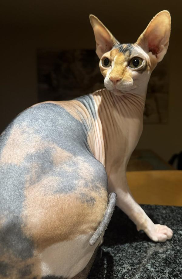 Enlarge MISS KIRA, an adopted Sphynx / Hairless Cat in Kenosha, WI image 2/5
