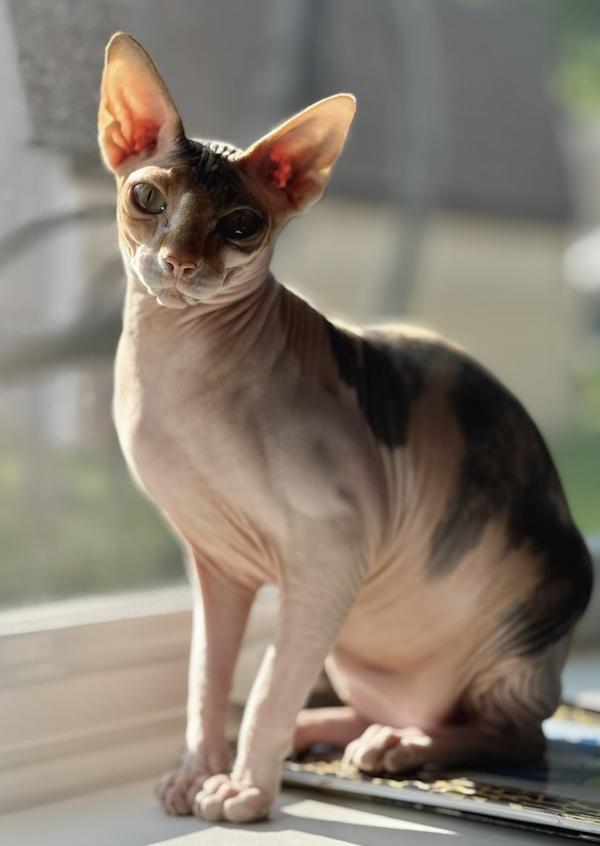 MISS KIRA, adopted, Young Female Sphynx / Hairless Cat.