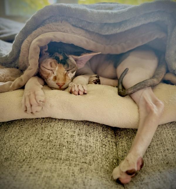 Enlarge MISS KIRA, an adopted Sphynx / Hairless Cat in Kenosha, WI image 3/5