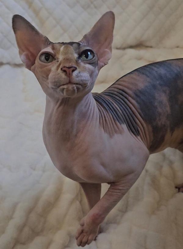 Enlarge MISS KIRA, an adopted Sphynx / Hairless Cat in Kenosha, WI image 4/5