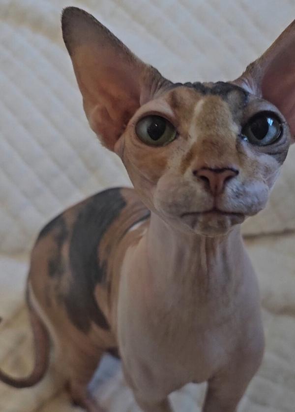 Enlarge MISS KIRA, an adopted Sphynx / Hairless Cat in Kenosha, WI image 5/5