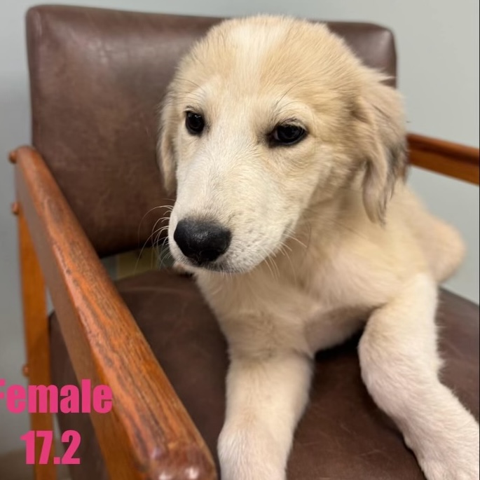 Dog for adoption Moira, a Great Pyrenees Mix in West Chester, PA