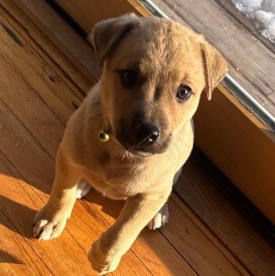 Cupid - A Puerto Rican Prince, Adoptable, Puppy Male Yellow Labrador Retriever.