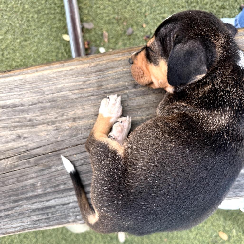 Enlarge Paddington, a Adoptable Basset Hound in Austin, TX image 1/6