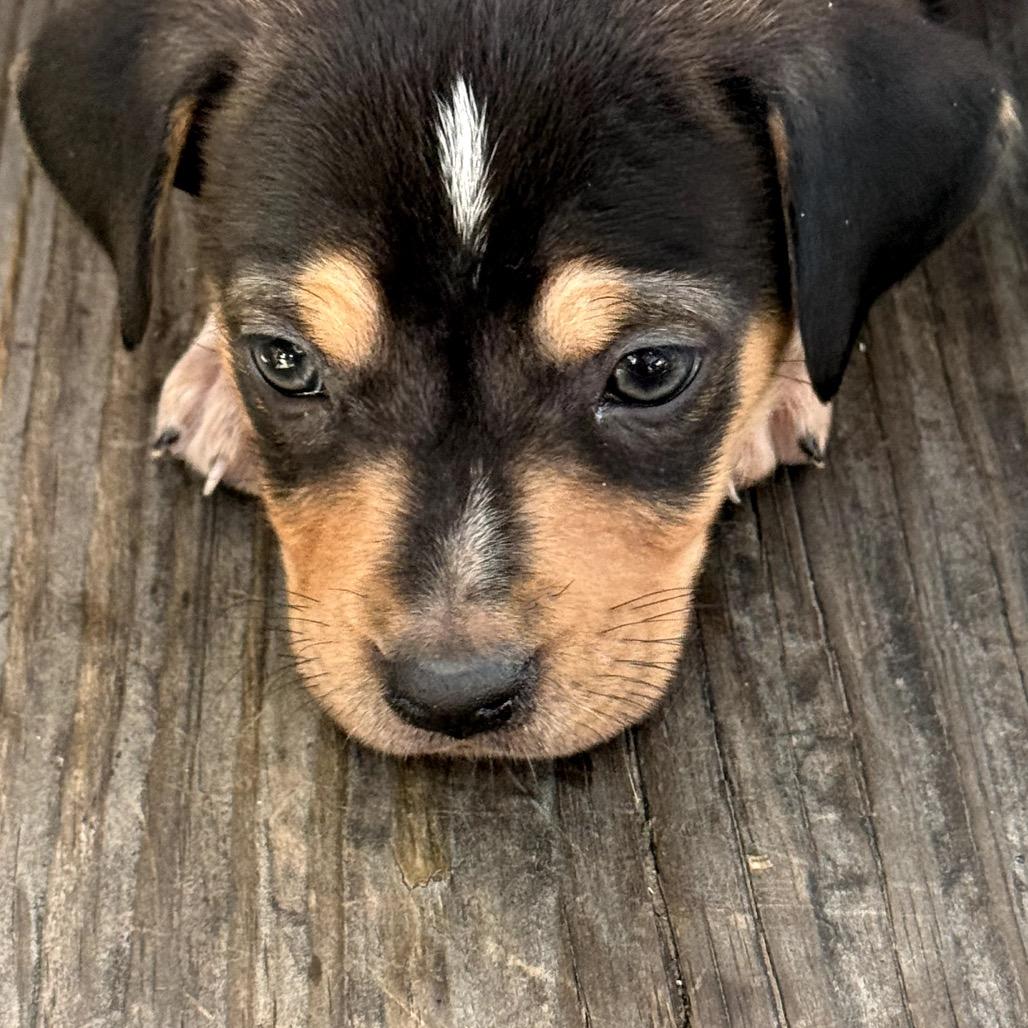 Enlarge Paddington, a Adoptable Basset Hound in Austin, TX image 2/6