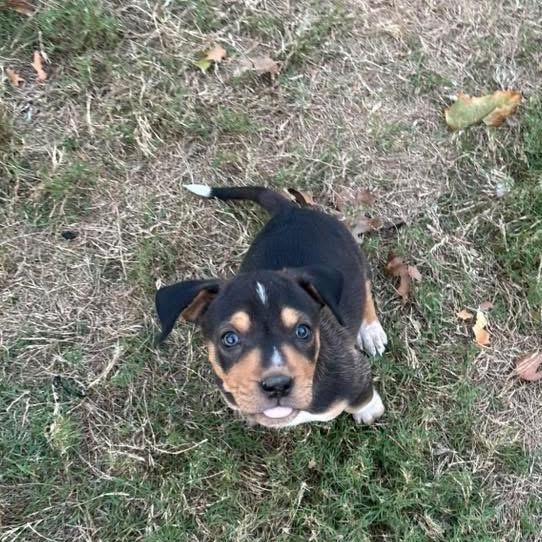 Enlarge Paddington, a Adoptable Basset Hound in Austin, TX image 3/6
