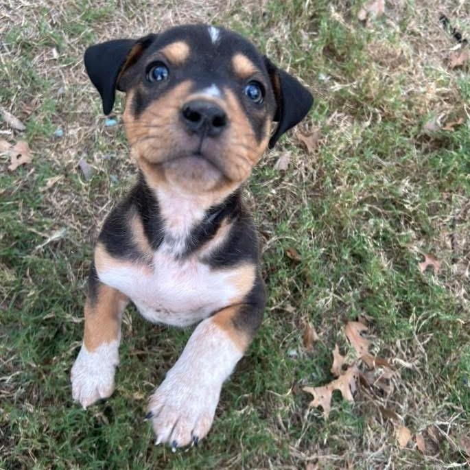 Enlarge Paddington, a Adoptable Basset Hound in Austin, TX image 4/6