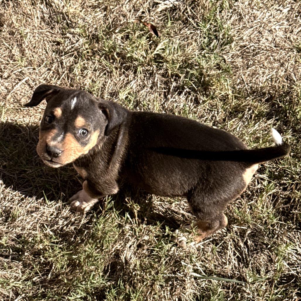 Enlarge Paddington, a Adoptable Basset Hound in Austin, TX image 5/6