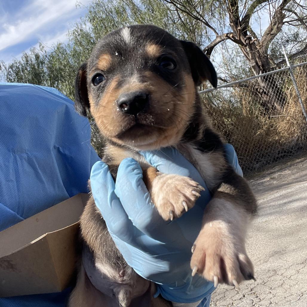 Enlarge Paddington, a Adoptable Basset Hound in Austin, TX image 6/6