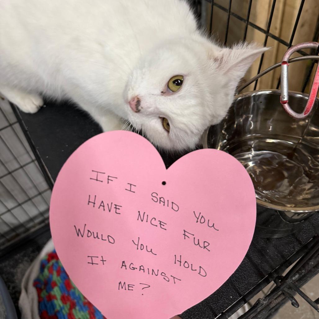 Enlarge C26-005 Aspen, a Adoptable Domestic Long Hair in Franklin, PA image 1/2