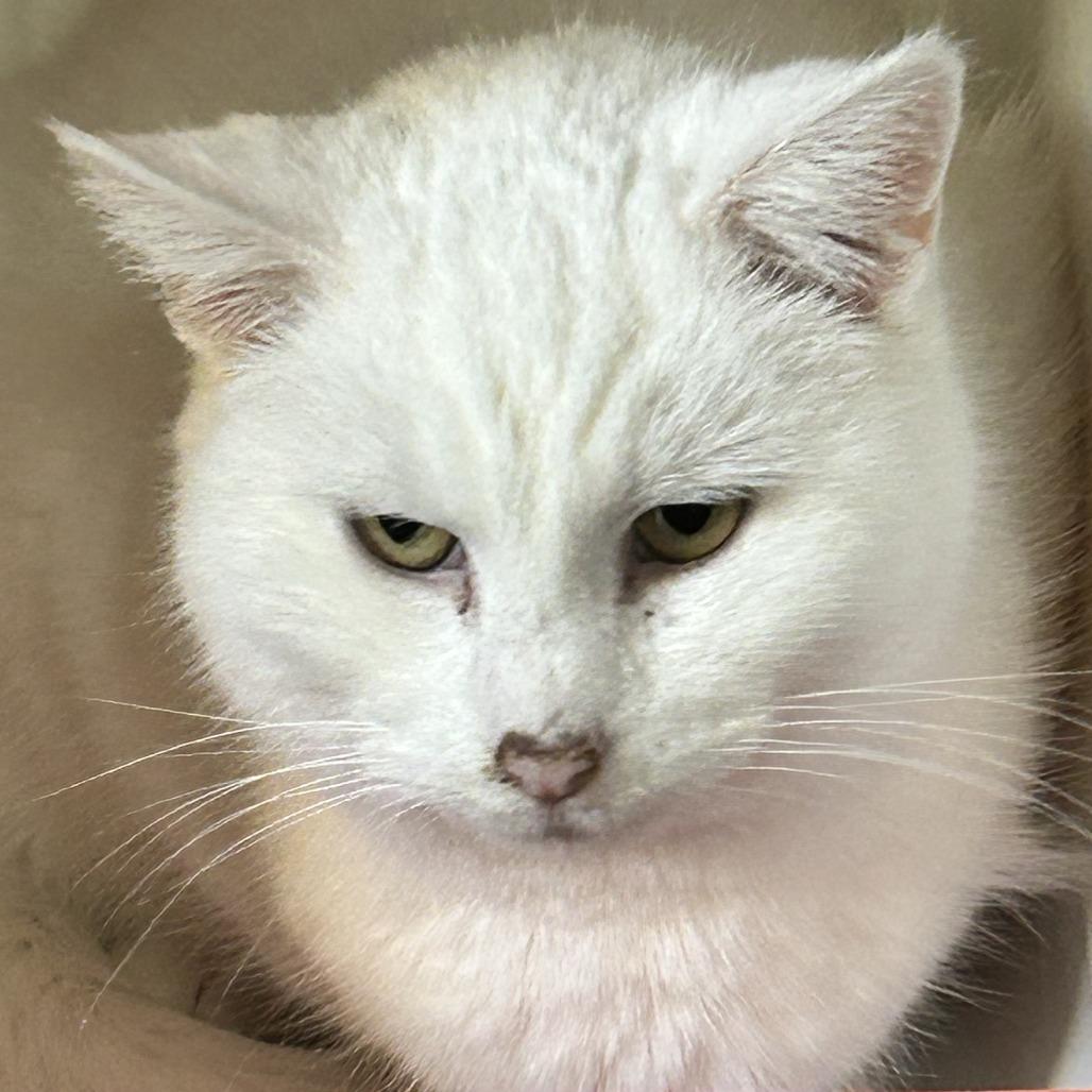 Enlarge C26-005 Aspen, a Adoptable Domestic Long Hair in Franklin, PA image 2/2