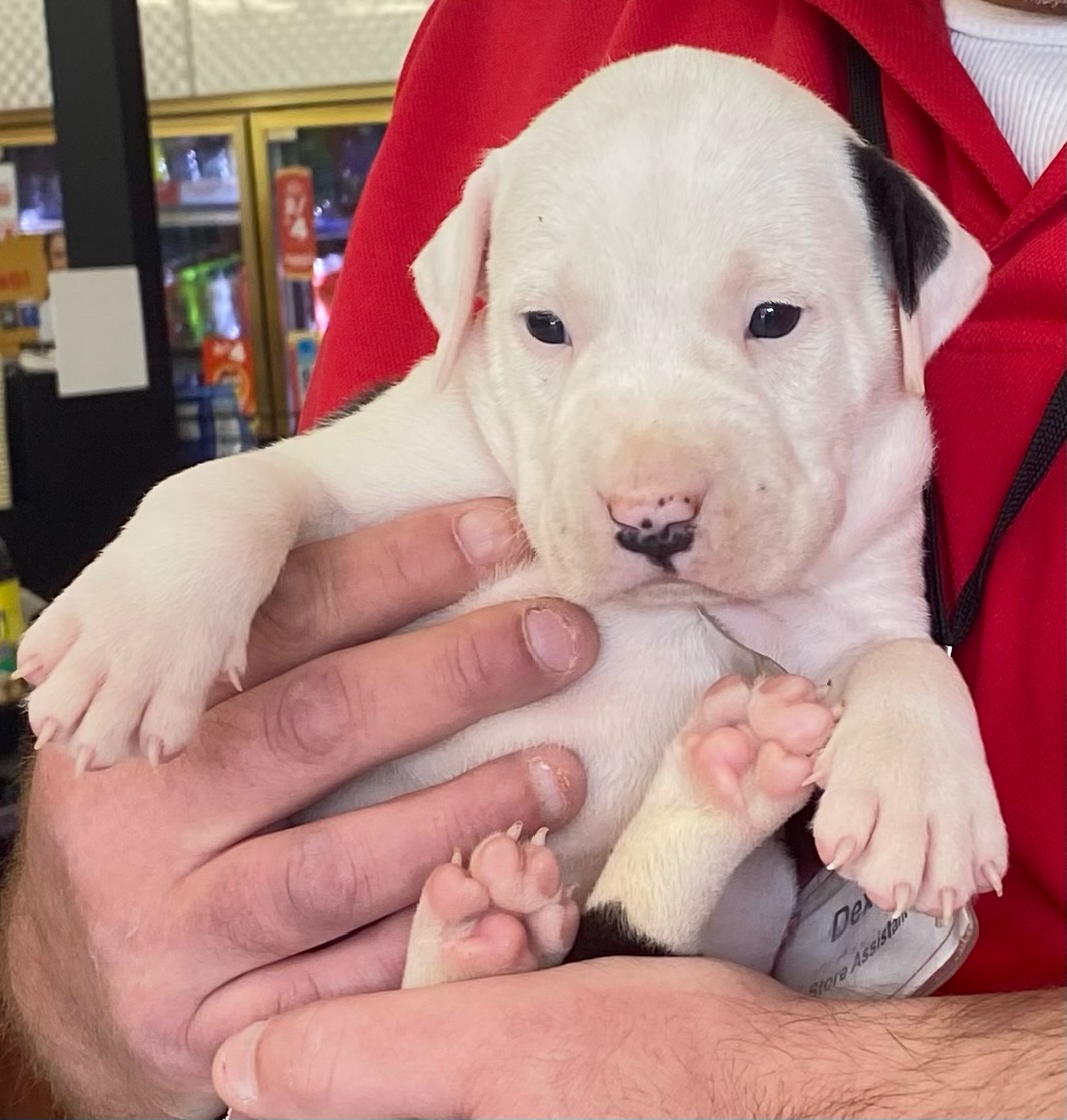 Snoopy, a Adopted American Bulldog in Cumming, GA image 1/6