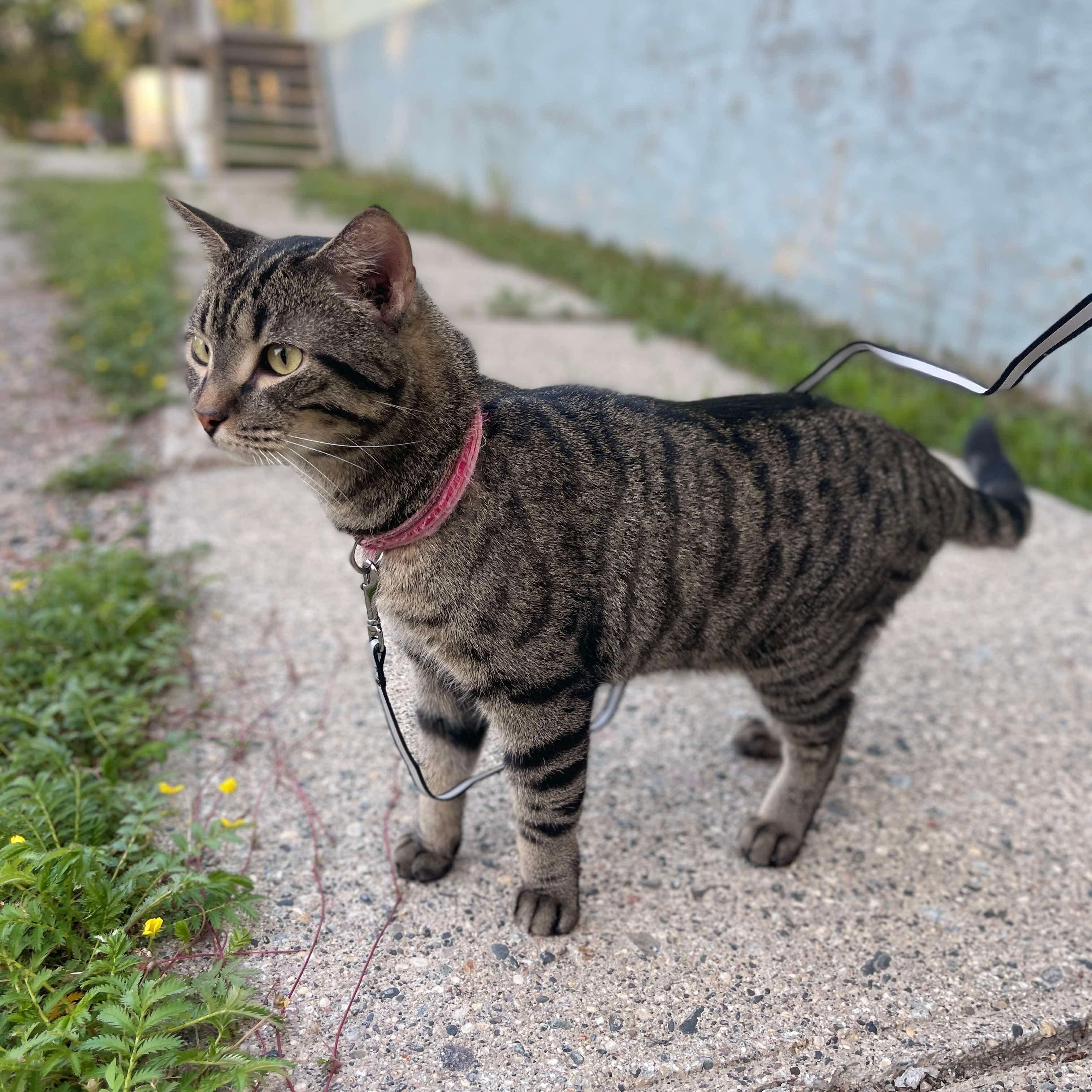Smokey, an adoptable Tabby in Winnipeg, MB, R2C 1P2 | Photo Image 3
