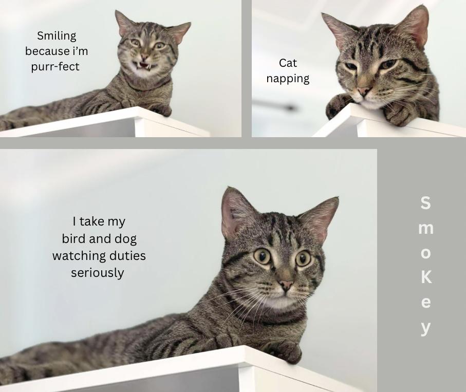 Smokey, an adoptable Tabby in Winnipeg, MB, R2C 1P2 | Photo Image 2