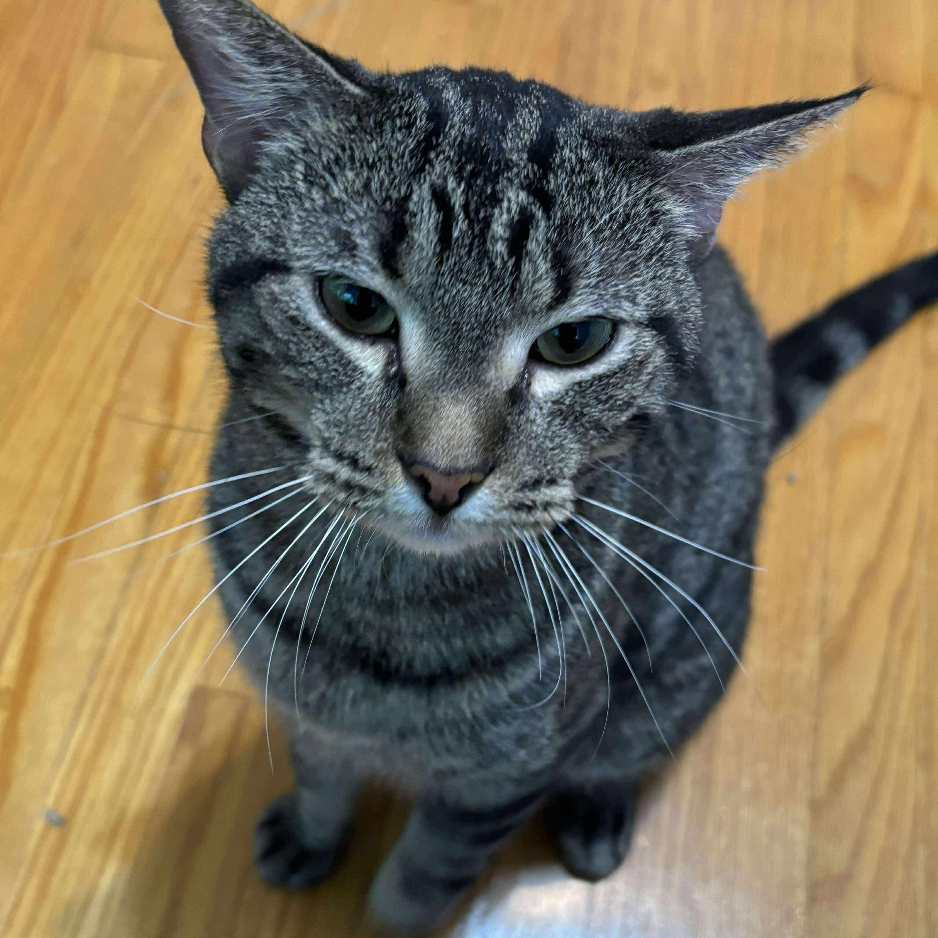 Smokey, an adoptable Tabby in Winnipeg, MB, R2C 1P2 | Photo Image 5