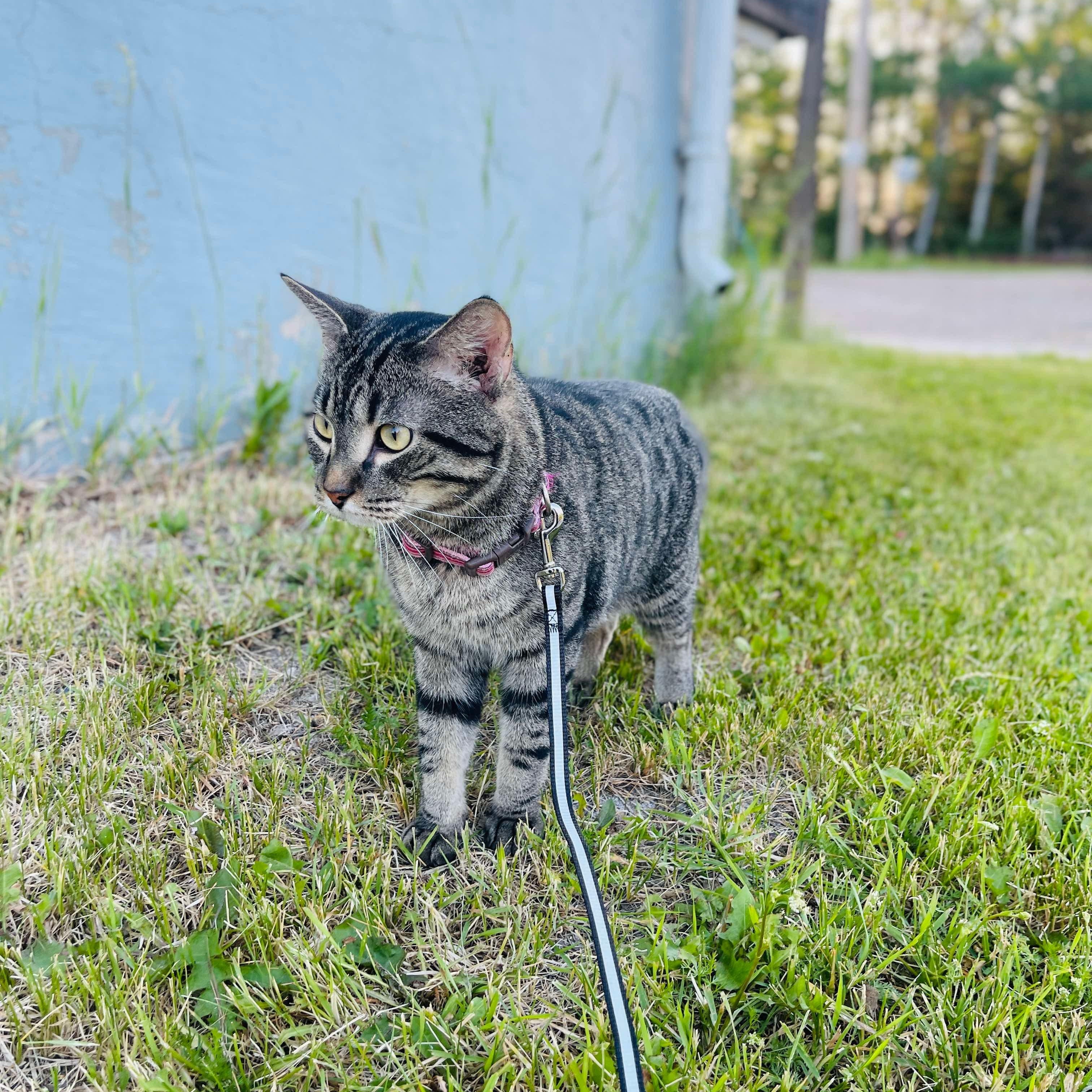 Smokey, an adoptable Tabby in Winnipeg, MB, R2C 1P2 | Photo Image 4