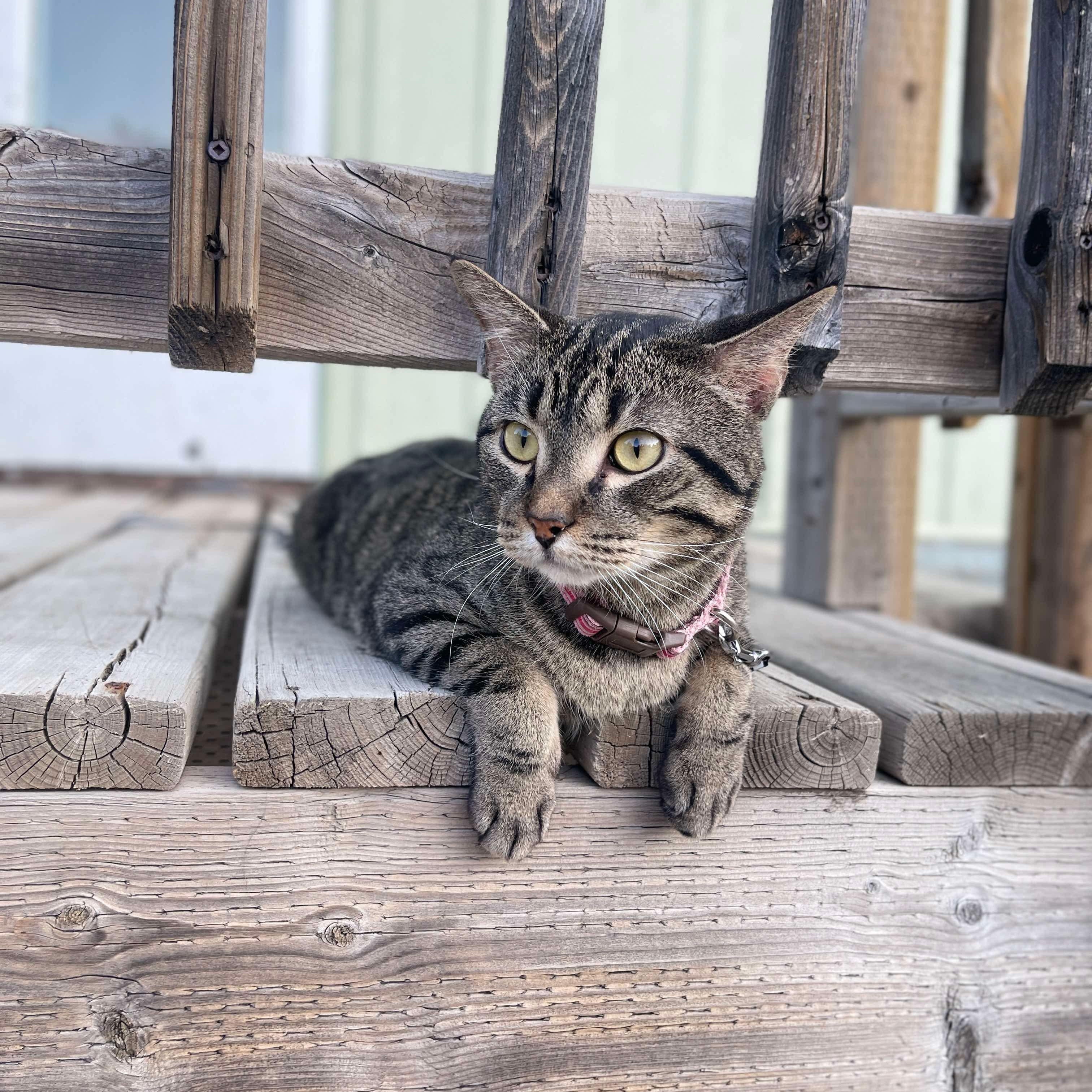 Smokey, an adoptable Tabby in Winnipeg, MB, R2C 1P2 | Photo Image 1