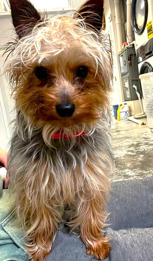 Bieber, a Adopted Yorkshire Terrier in Sunrise Beach, MO image 1/3
