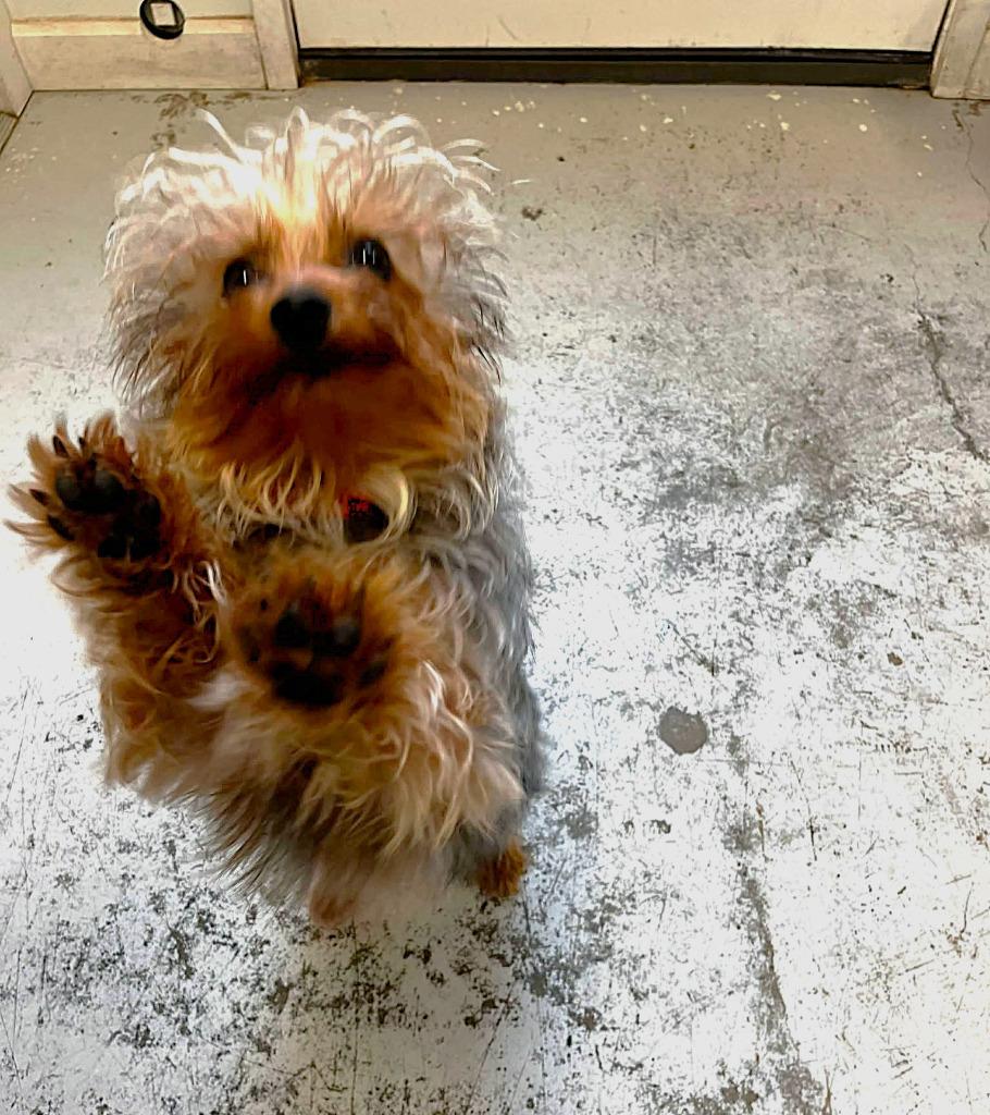 Bieber, a Adopted Yorkshire Terrier in Sunrise Beach, MO image 2/3