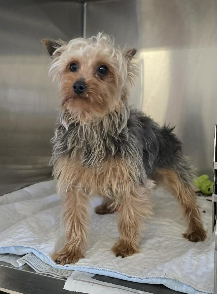 Bieber, a Adopted Yorkshire Terrier in Sunrise Beach, MO image 3/3