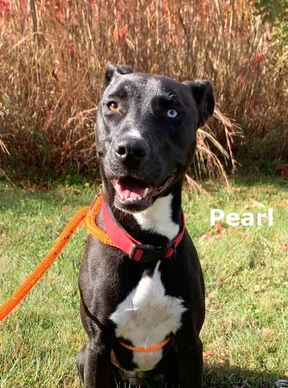 Pearl, Adoptable, Adult Female Pit Bull Terrier & Mixed Breed.