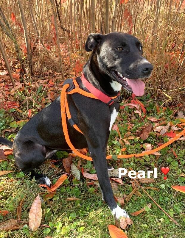 Pearl, a Adoptable mixed breed in Maryville, TN image 2/5