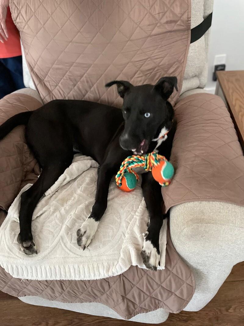 Enlarge Pearl, a Adoptable mixed breed in Maryville, TN image 2/6