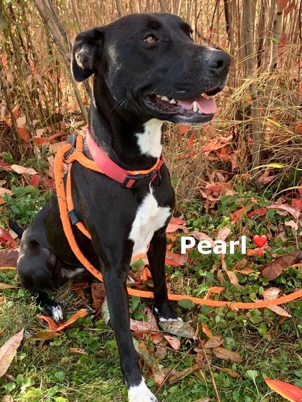 Pearl, a Adoptable mixed breed in Maryville, TN image 4/5