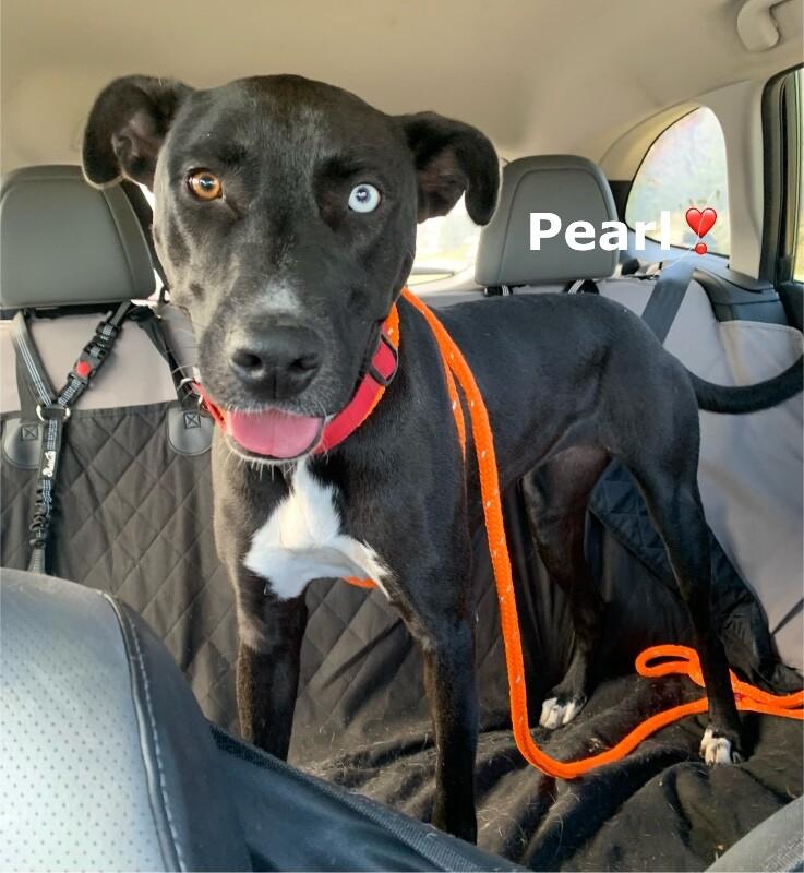 Enlarge Pearl, a Adoptable mixed breed in Maryville, TN image 6/6