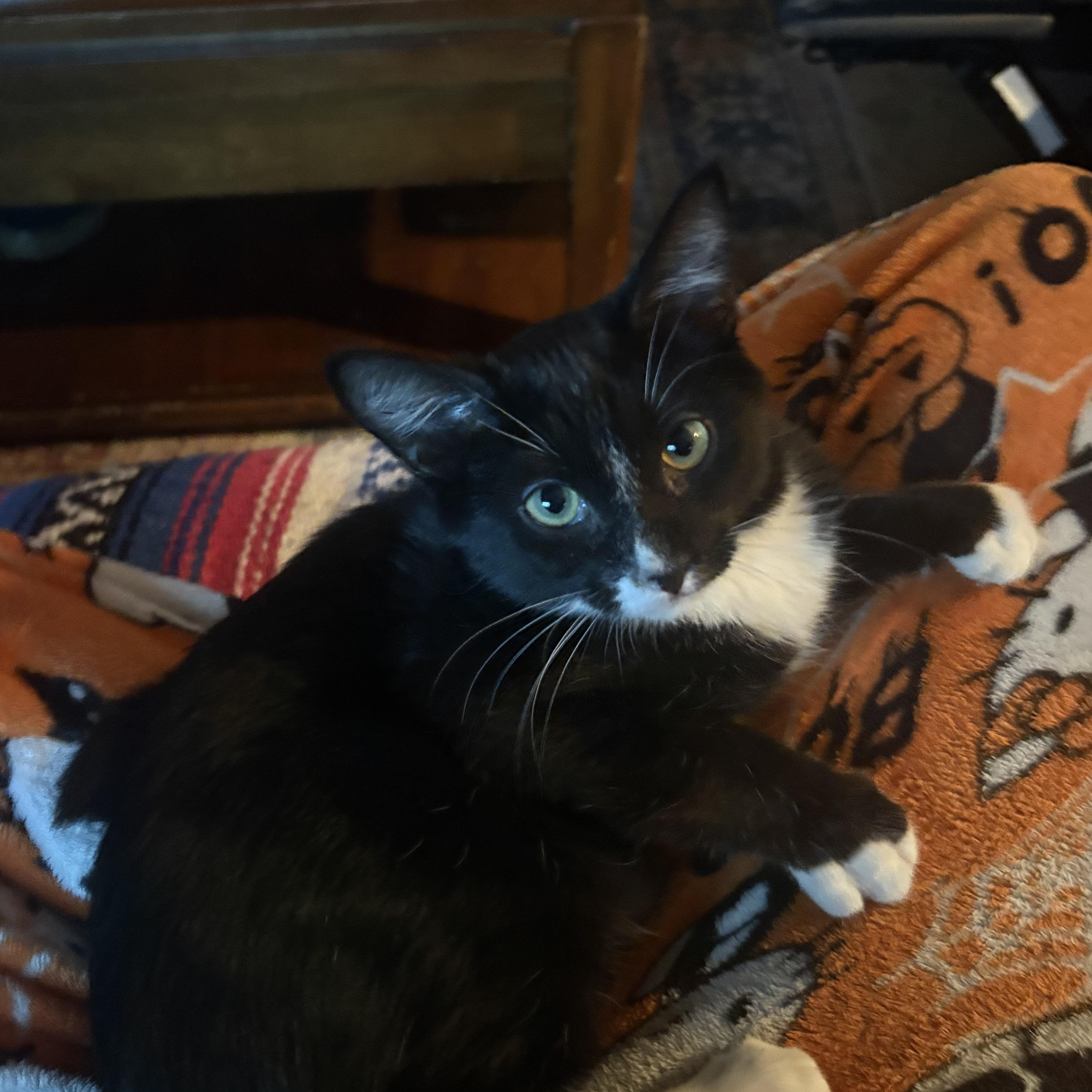 Hemlock, Adoptable, Kitten Male Domestic Short Hair.