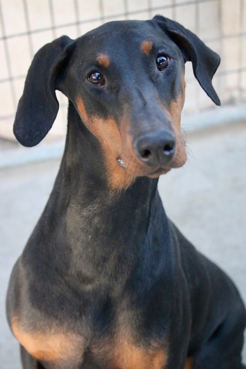Mkali, Adoptable, Adult Female Doberman Pinscher.