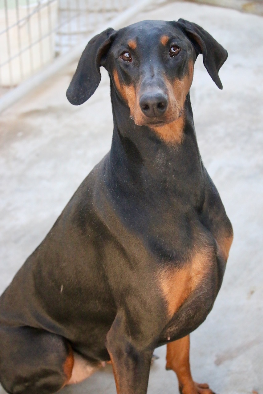 Enlarge Mkali, a Adoptable Doberman Pinscher in Fillmore, CA image 2/8