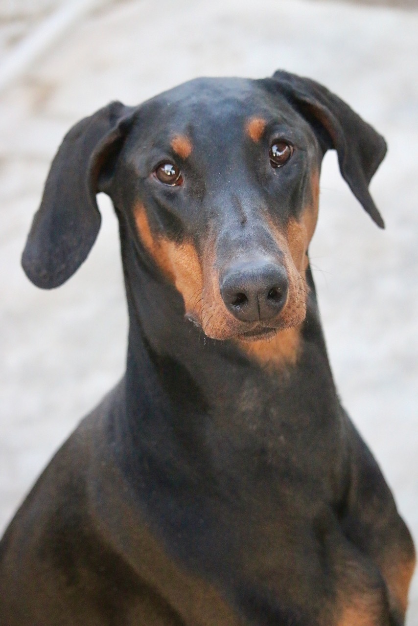 Enlarge Mkali, a Adoptable Doberman Pinscher in Fillmore, CA image 3/8
