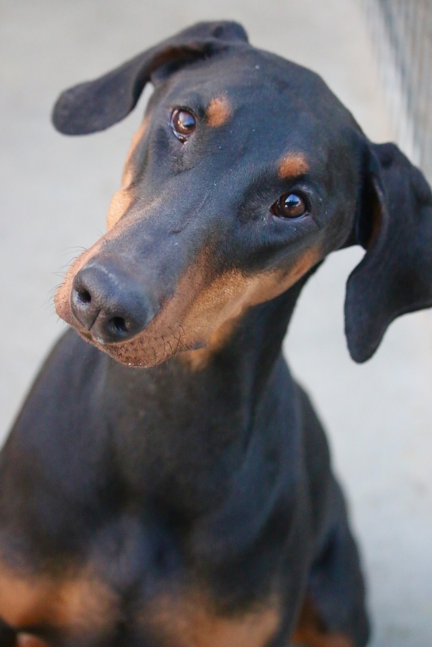 Enlarge Mkali, a Adoptable Doberman Pinscher in Fillmore, CA image 4/8