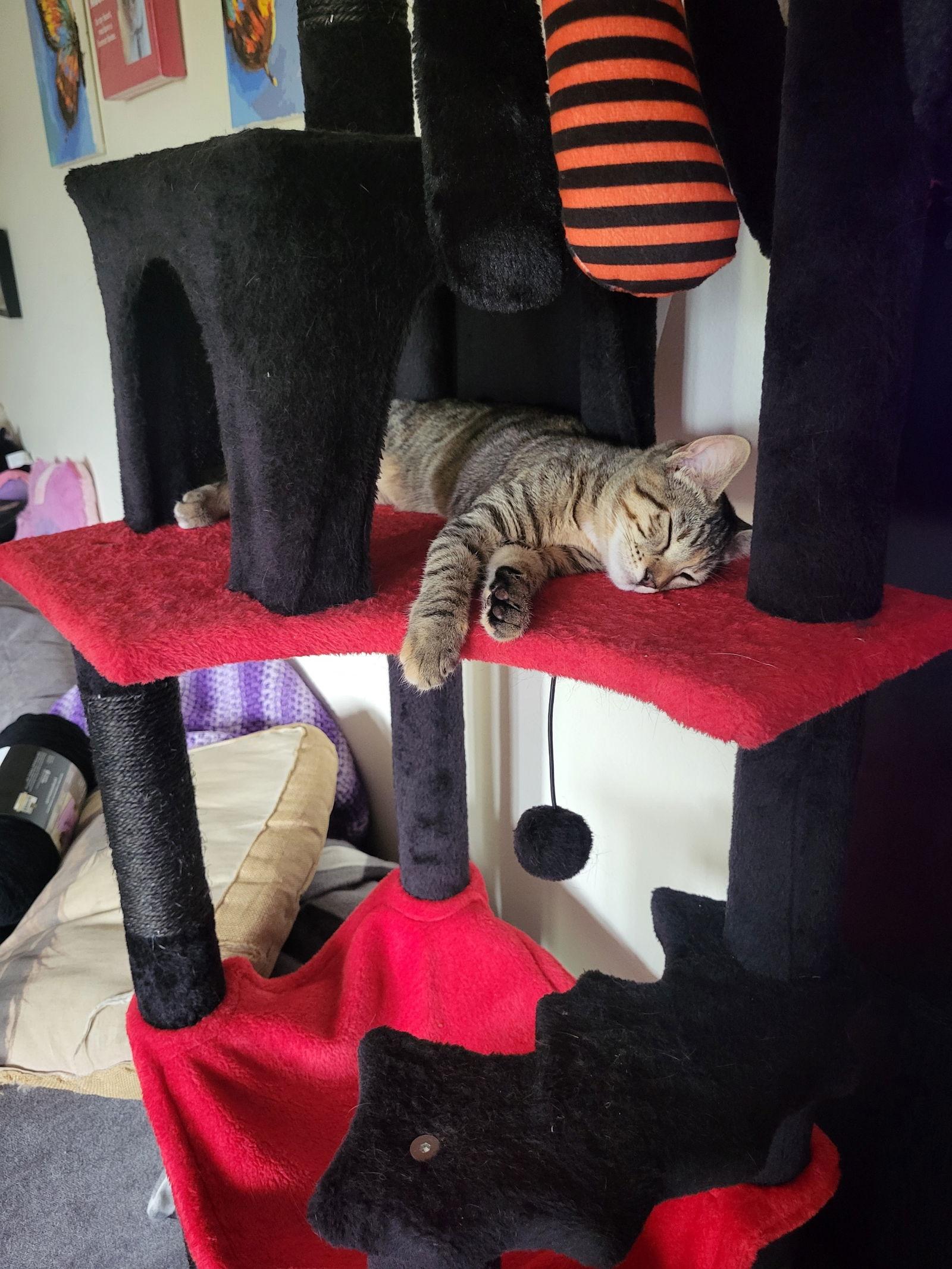 Mushroom, a Adoptable Domestic Short Hair in Burlington, WA image 1/3