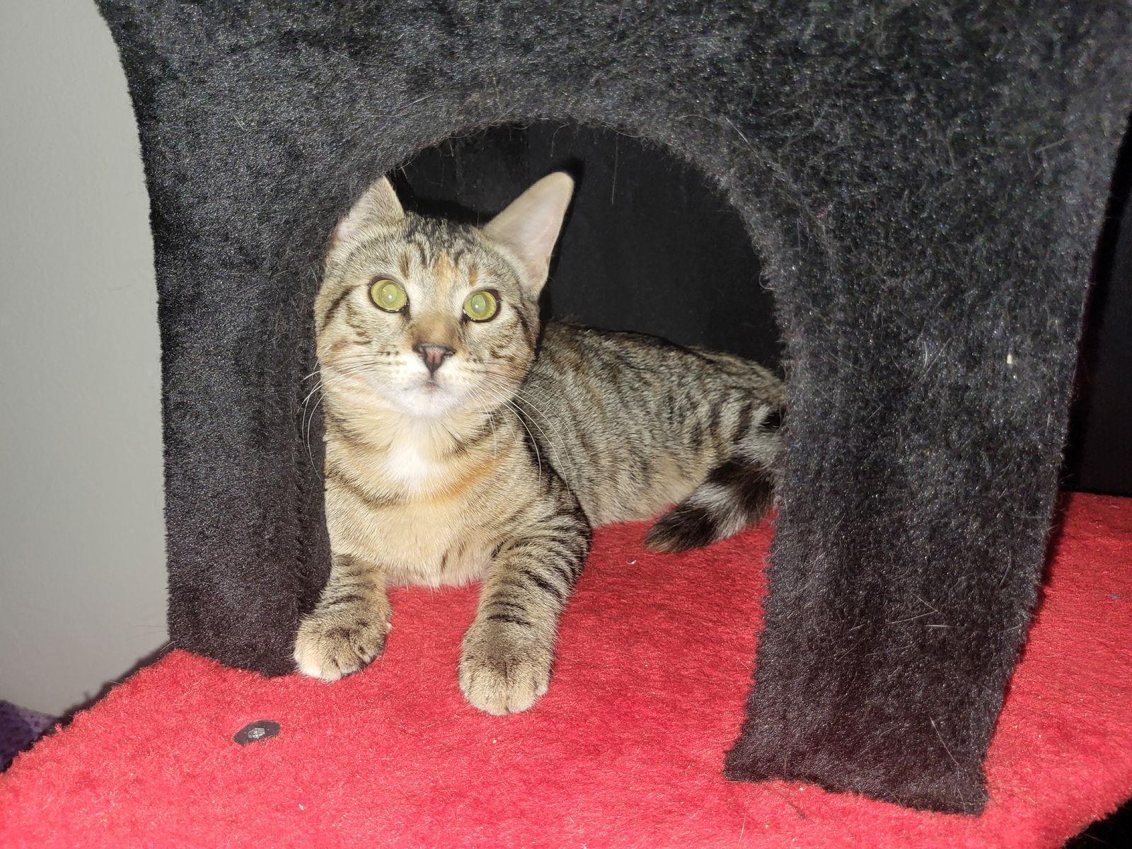 Mushroom, a Adoptable Domestic Short Hair in Burlington, WA image 2/3