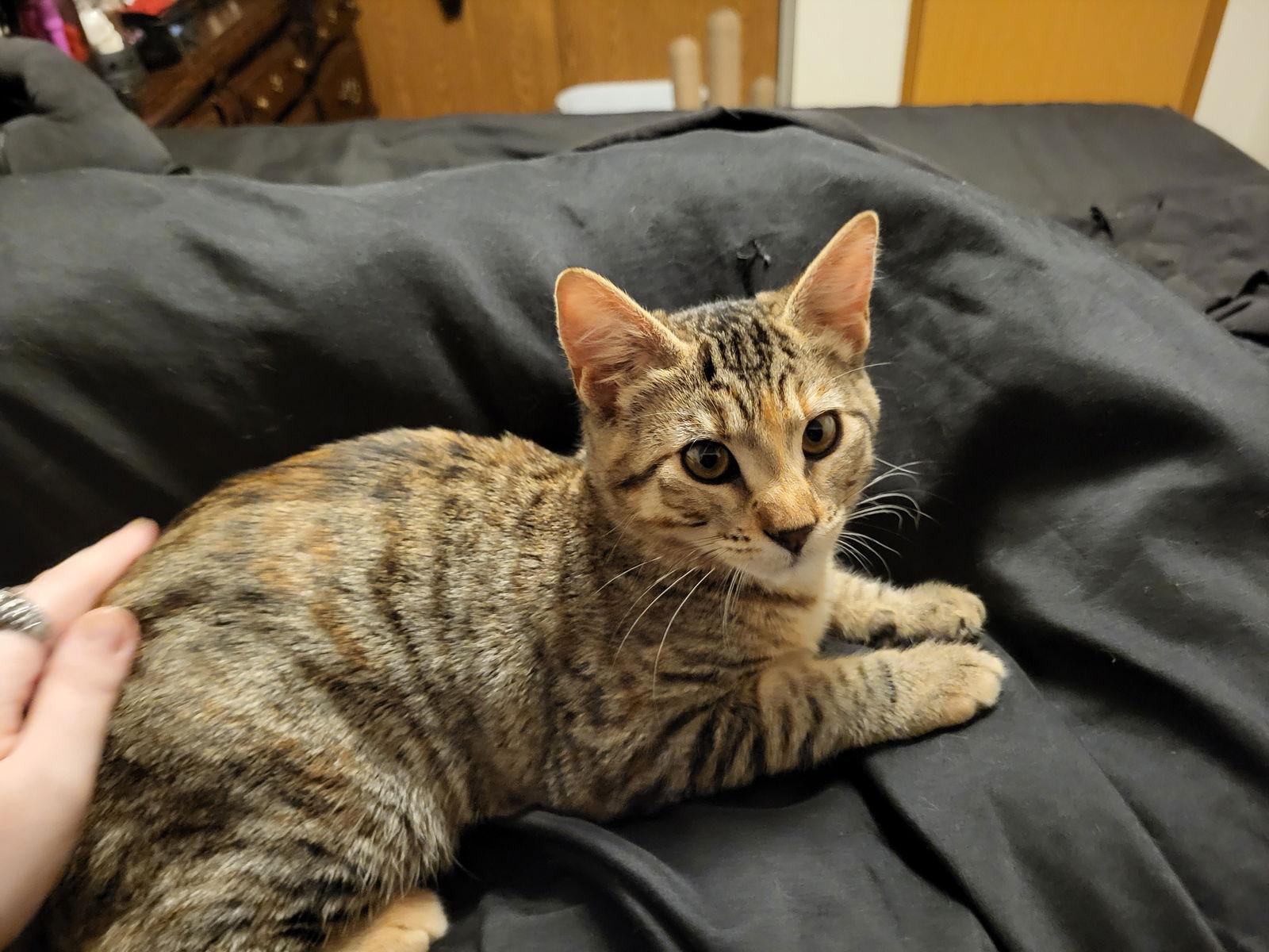 Mushroom, a Adoptable Domestic Short Hair in Burlington, WA image 3/3