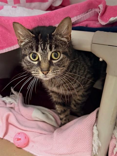 LEIA, Adoptable, Young Female Domestic Short Hair.