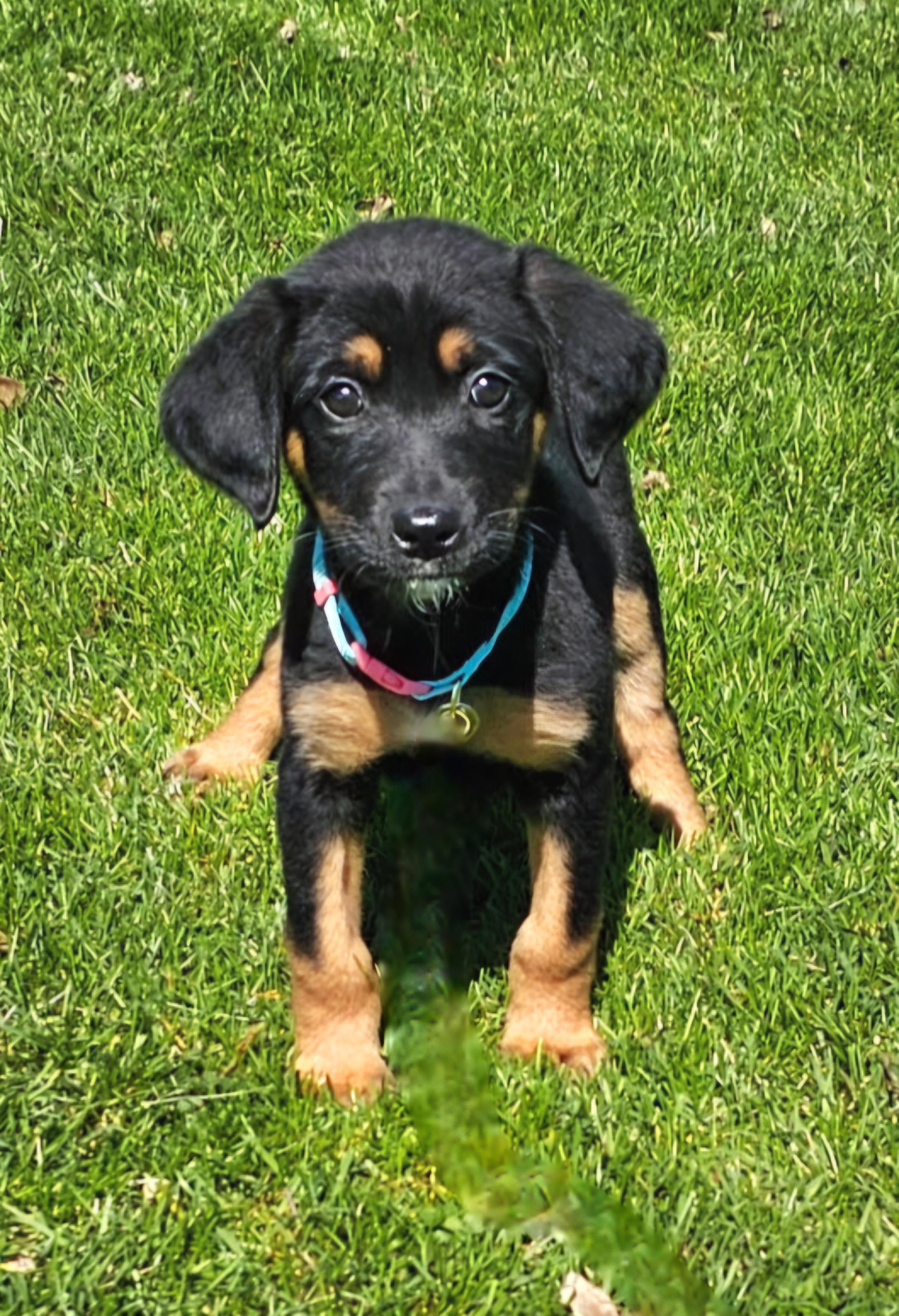Hannah, ADOPTABLE, Puppy Female Goldendoodle.