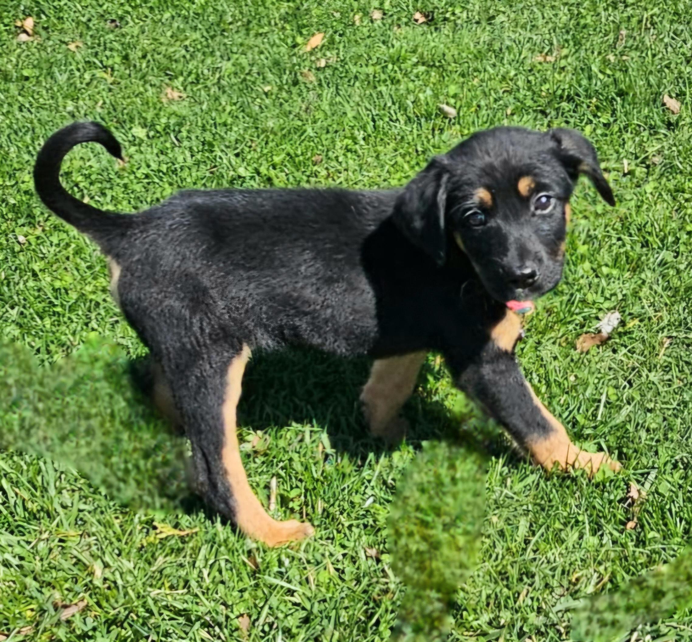 Enlarge Hannah, a ADOPTABLE mixed breed in Arlington Heights, IL image 4/6