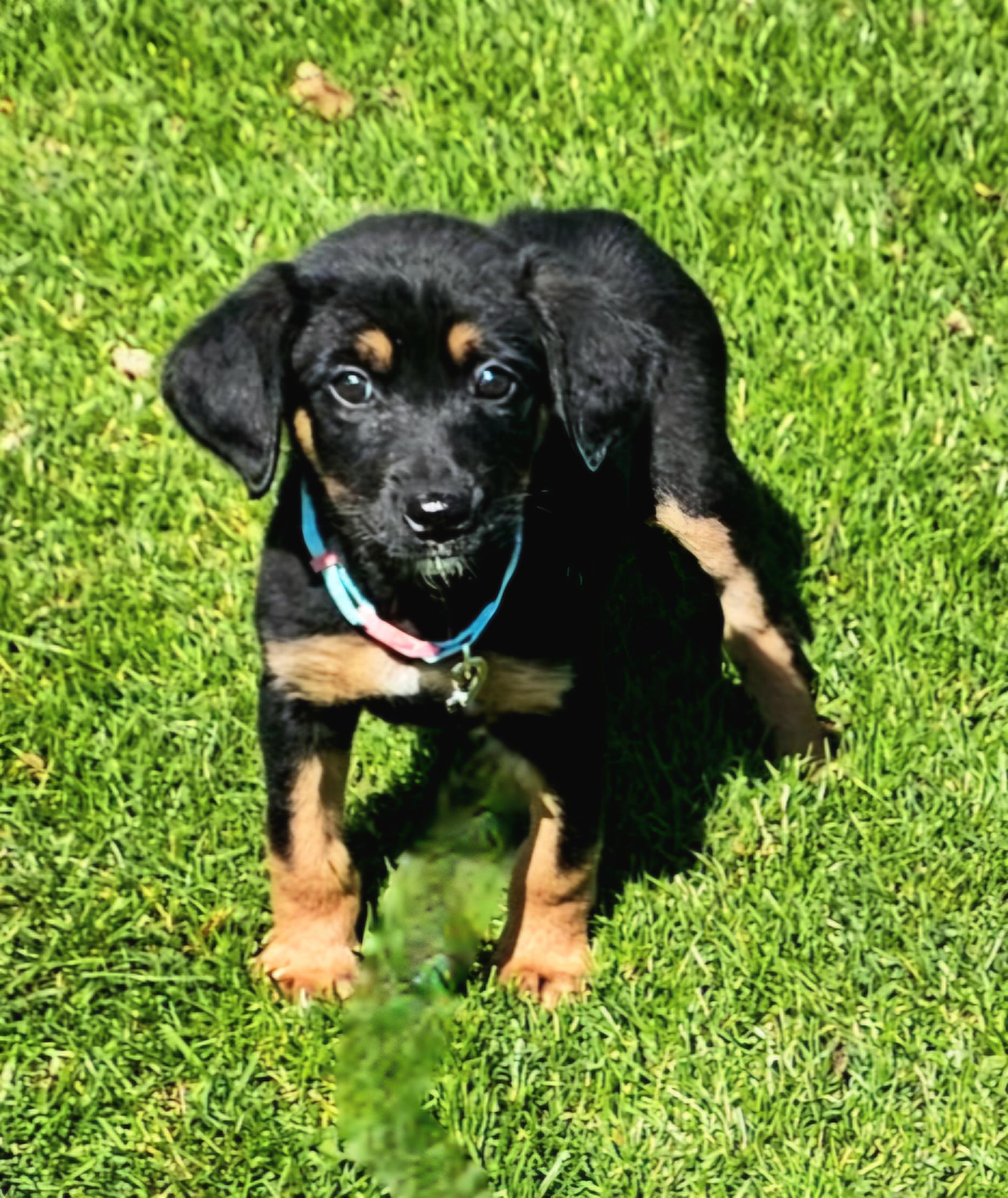 Enlarge Hannah, a ADOPTABLE mixed breed in Arlington Heights, IL image 3/6