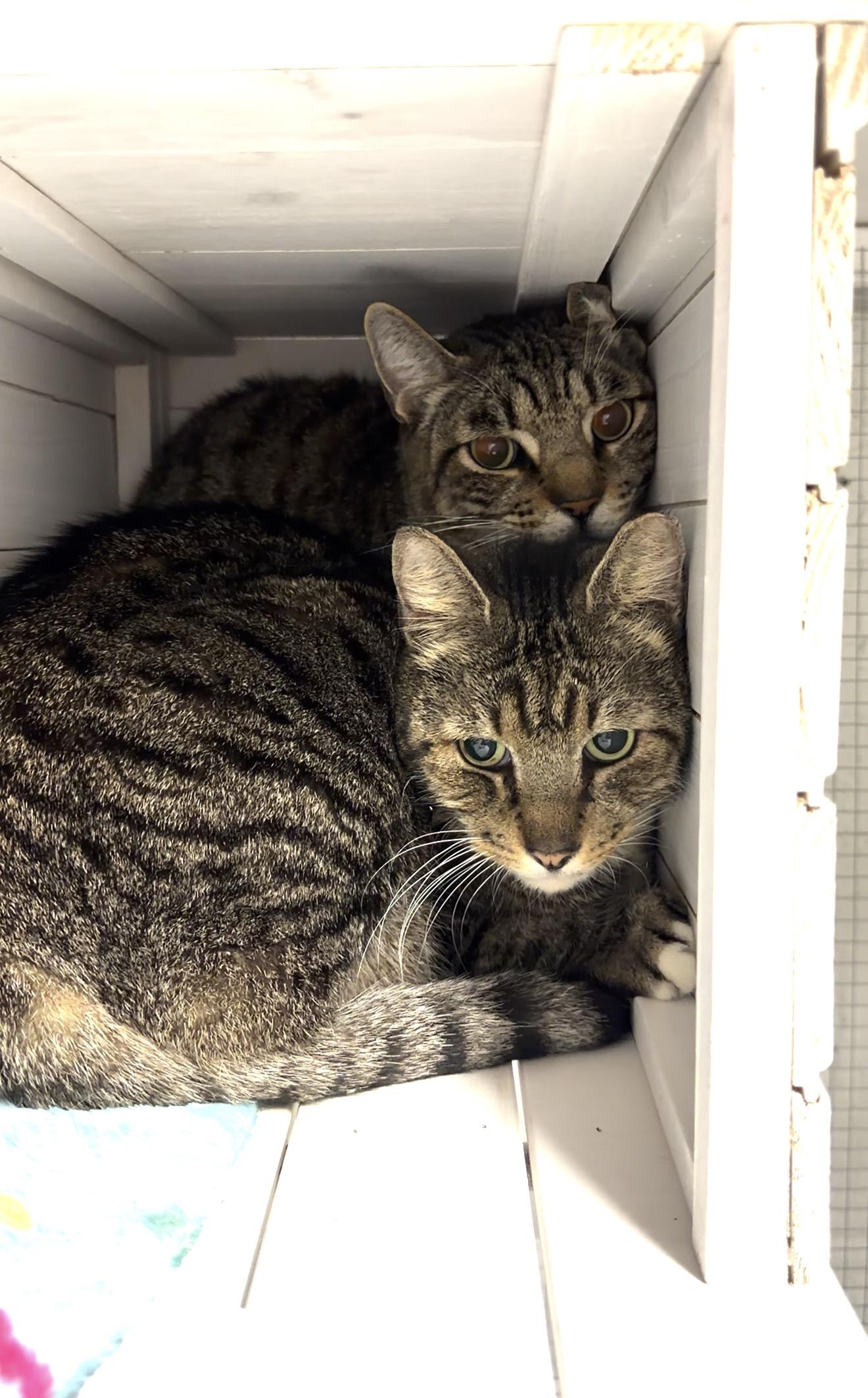 Little Guy & Big Guy, ADOPTABLE, Adult Male Domestic Short Hair.