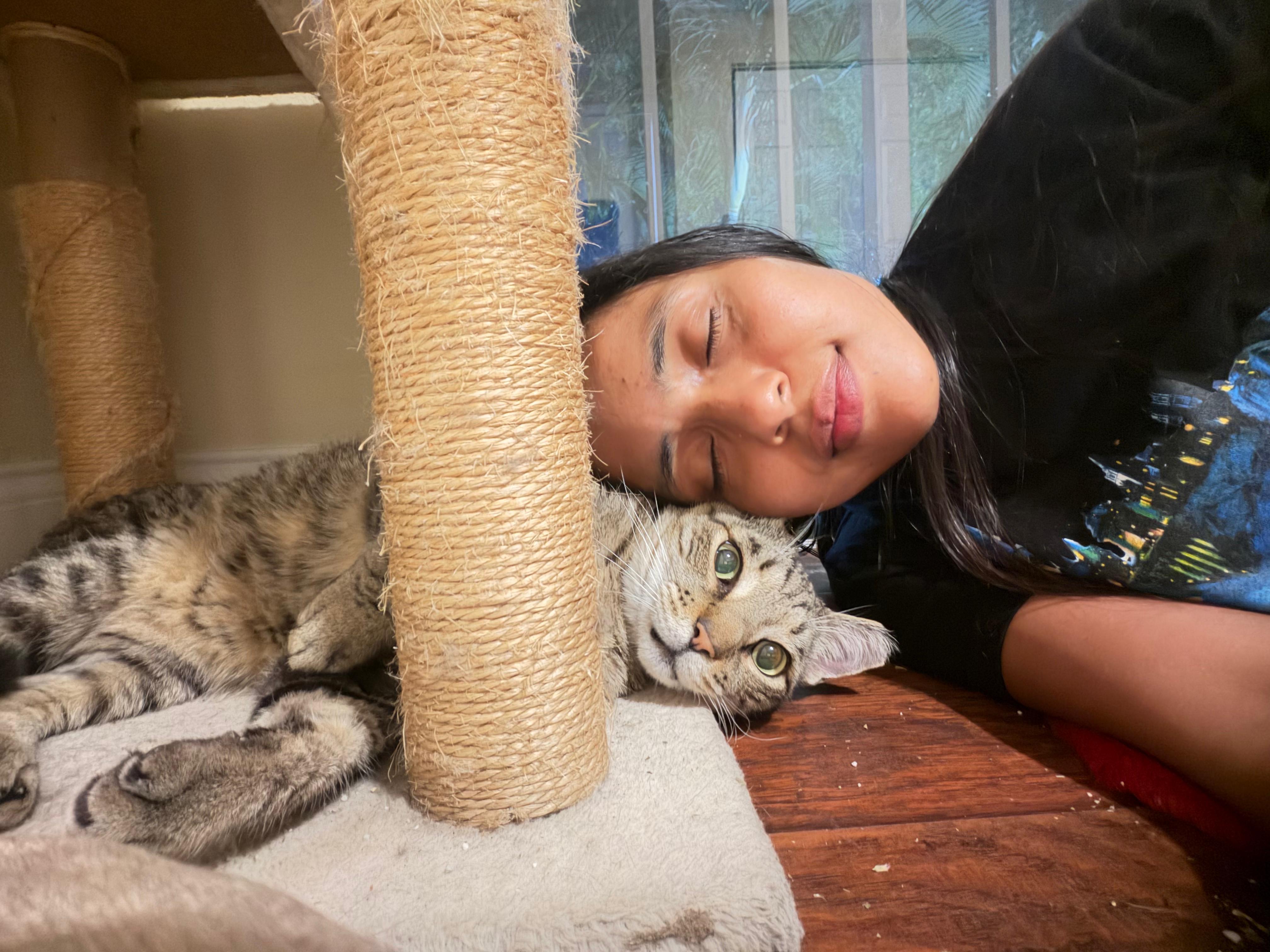 Enlarge Little Guy & Big Guy, a ADOPTABLE Domestic Short Hair in Boston, MA image 2/6