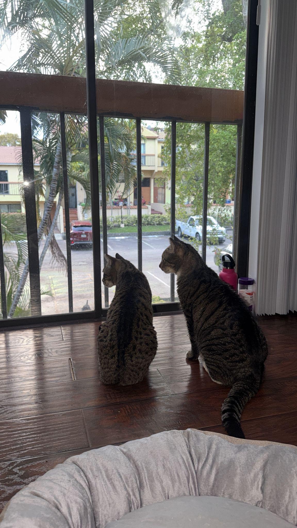 Enlarge Little Guy & Big Guy, a ADOPTABLE Domestic Short Hair in Boston, MA image 6/6