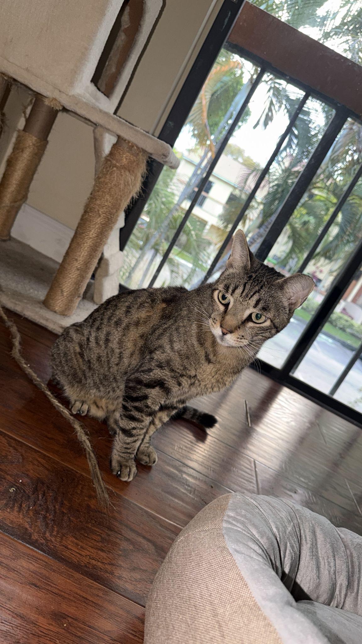 Enlarge Little Guy & Big Guy, a ADOPTABLE Domestic Short Hair in Boston, MA image 4/6