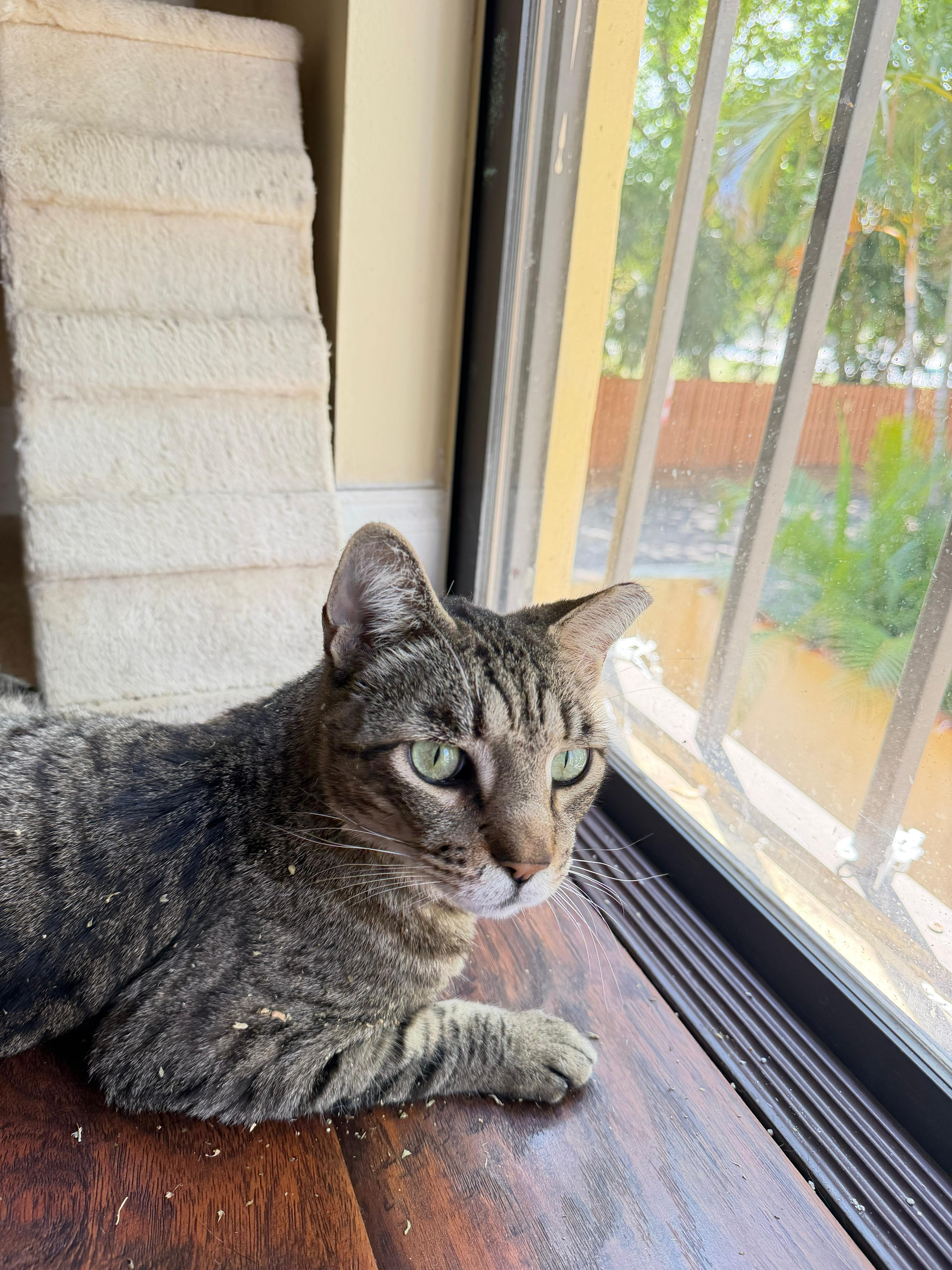 Enlarge Little Guy & Big Guy, a ADOPTABLE Domestic Short Hair in Boston, MA image 3/6