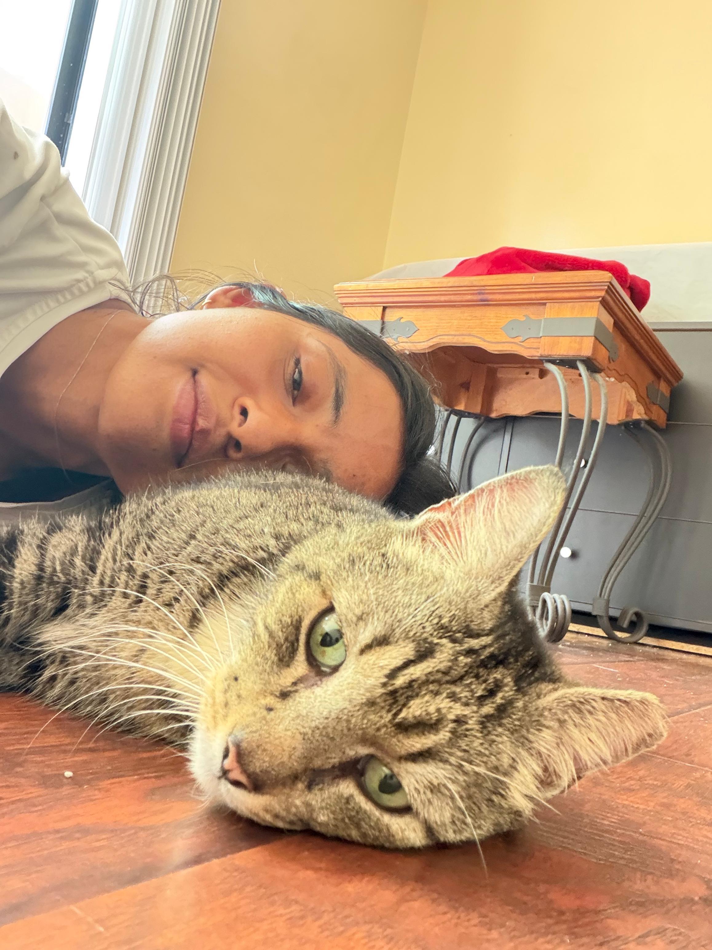 Enlarge Little Guy & Big Guy, a ADOPTABLE Domestic Short Hair in Boston, MA image 5/6