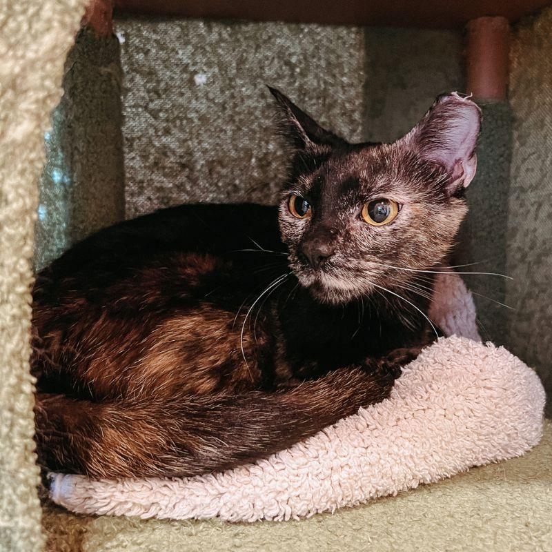 Enlarge Guava, a ADOPTABLE mixed breed in Jackson, WY image 1/1